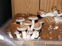 2009_0917ShitakeCorn0003.JPG