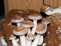 2009_0917ShitakeCorn0004.JPG