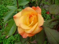 Mom's flowers 09 012.JPG