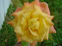 Mom's flowers 09 017.JPG