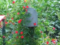 Cardinal vine 1.jpg