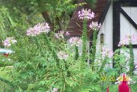 Cleome 1.jpg