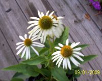 Coneflower wht 1.jpg
