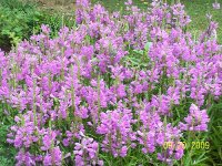 Obedient plant 1.jpg