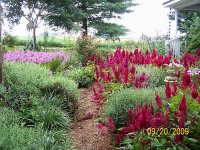 Side Garden 7.jpg
