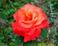 Rose orange 1.jpg