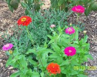 Zinnias 1.jpg