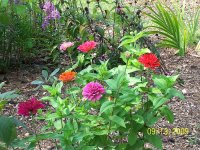 Zinnias 2.jpg