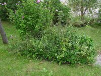 August 30 2009 086.jpg