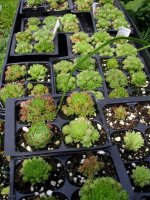 July 10 2009 072.jpg