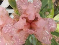 peachy2.jpg
