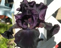 black Beauty.jpg