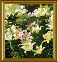 Egan's lilies 006 (2)  for Egan.jpg