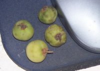 potatoSeedPods.jpg