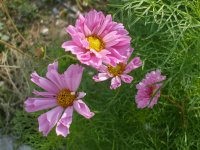 flowers 022.jpg