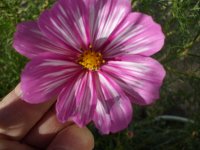 flowers 033.jpg
