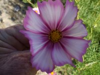 flowers 039.jpg