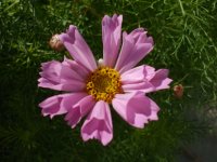 flowers 014.jpg