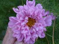 flowers 042.jpg