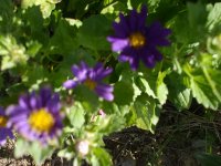 flowers 037.jpg