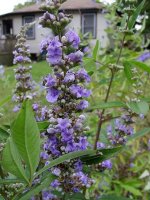 August 30 2009 082.jpg