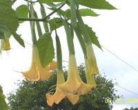 Angel Trumpets 32.jpg