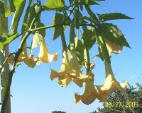 Angel Trumpets 34.jpg