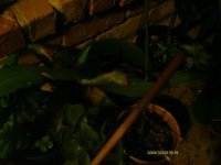 Night blooming cereus bud.jpg