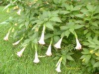 My garden058.jpg