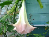 My garden059.jpg