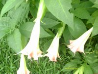 My garden061.jpg