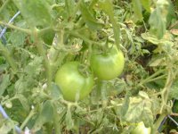 My garden063.jpg