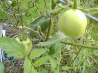 My garden065.jpg