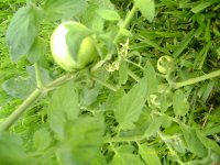 My garden066.jpg