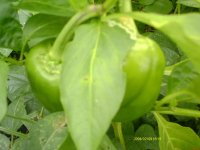 My garden064.jpg