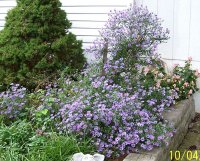 Aster 1.jpg