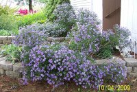 Aster 2.jpg