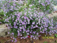 Aster 3.jpg