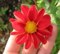 myDahlia red.jpg