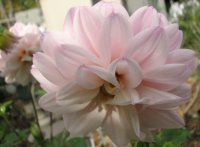 myDahliaseed pink10809.jpg