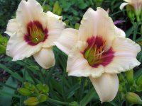 August 30 2009 002.jpg
