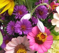 Aster09.jpg