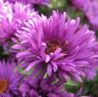 Aster 108 09.jpg