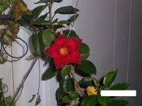 mandevilla 2.jpg