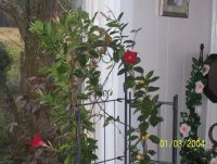 mandevilla vine.jpg