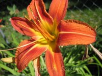 IMG_2973.jpg
