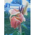 canna2.jpg