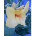 Canna yellow.jpg