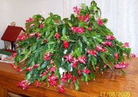 Cactus 11.jpg