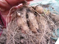 tuber dahlia3.jpg